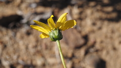 Helianthus gracilentus