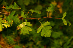 Crataegus × media