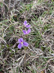 Thysanotus tuberosus