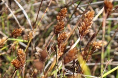 Elegia tectorum