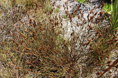 Elegia tectorum