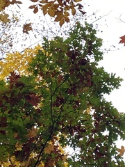 Quercus alba