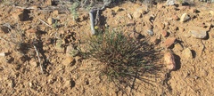 Crocanthemum aldersonii