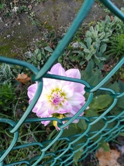 Magnoliopsida