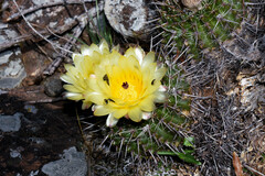 Parodia