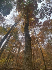 Quercus alba