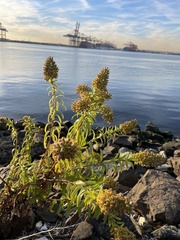 Solidago sempervirens