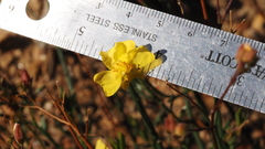 Crocanthemum aldersonii