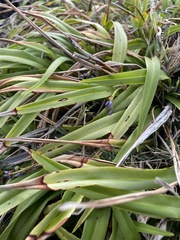 Dianella congesta