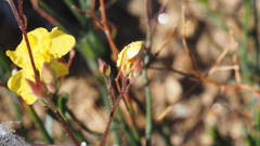 Crocanthemum aldersonii