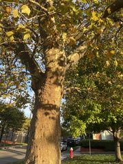 Platanus