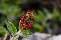Acalypha senilis