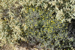 Pentzia incana