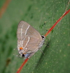 Lamprospilus coelicolor