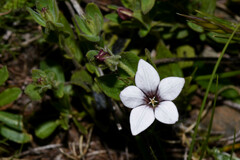 Spigelia stenophylla