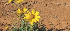 Helianthus gracilentus