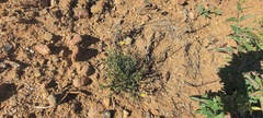 Crocanthemum aldersonii