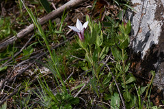 Spigelia stenophylla