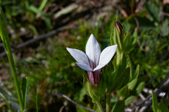 Spigelia stenophylla