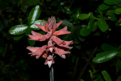 Sacoila lanceolata