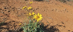 Helianthus gracilentus