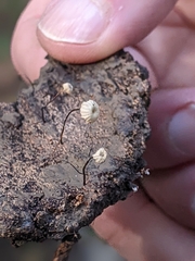 Collybiopsis quercophila