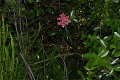 Sacoila lanceolata