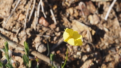 Crocanthemum aldersonii