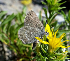 Satyrium semiluna