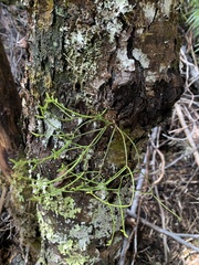 Misodendrum punctulatum