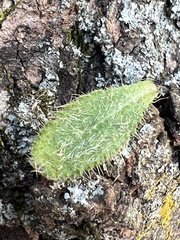 Hieracium longipilum