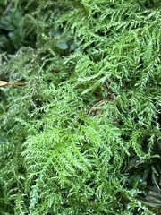 Kindbergia praelonga