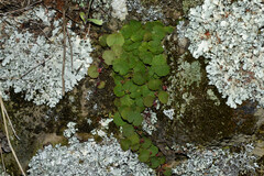Hydrocotyle exigua