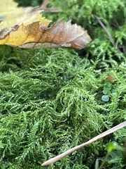 Kindbergia praelonga