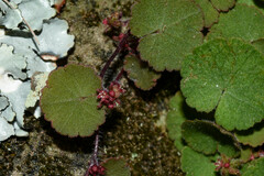 Hydrocotyle exigua