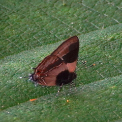 Lamprospilus coelicolor