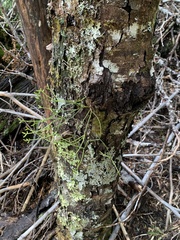 Misodendrum punctulatum