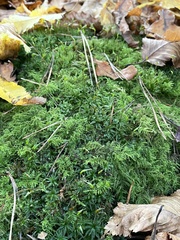 Kindbergia praelonga
