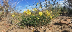 Crocanthemum aldersonii