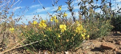 Crocanthemum aldersonii