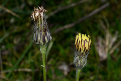Hypochaeris grisebachii