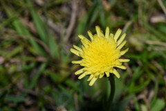 Hypochaeris grisebachii