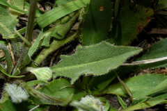 Hypochaeris grisebachii