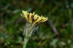 Hypochaeris grisebachii