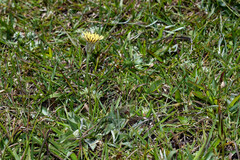 Hypochaeris grisebachii