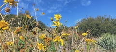 Helianthus gracilentus
