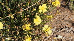 Crocanthemum aldersonii