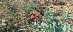 Penstemon centranthifolius