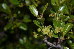 Condalia buxifolia