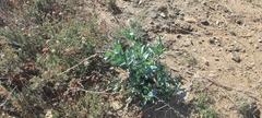 Penstemon centranthifolius